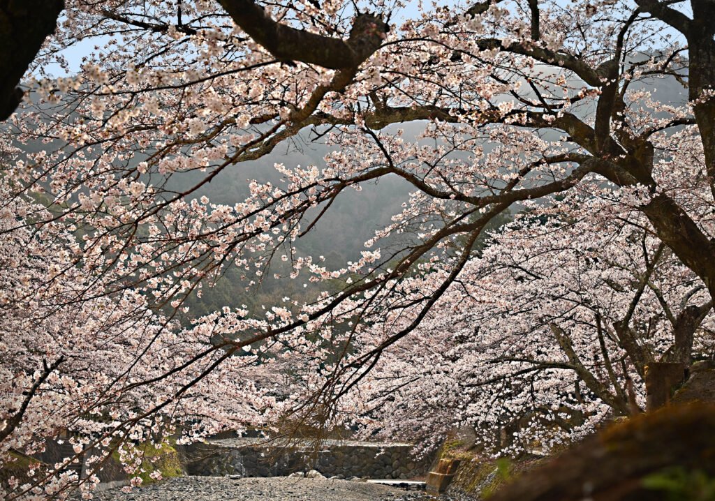 亀岡市の和らぎの道 七谷川沿いのさくら