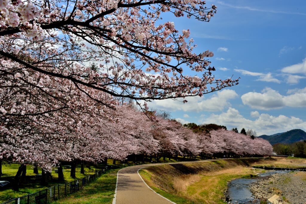 亀岡運動公園犬飼川沿い
河川敷に続く桜並木の景色