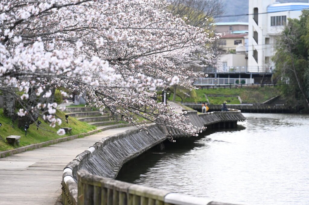 和らぎの道七谷川沿い遊歩道と桜の風景