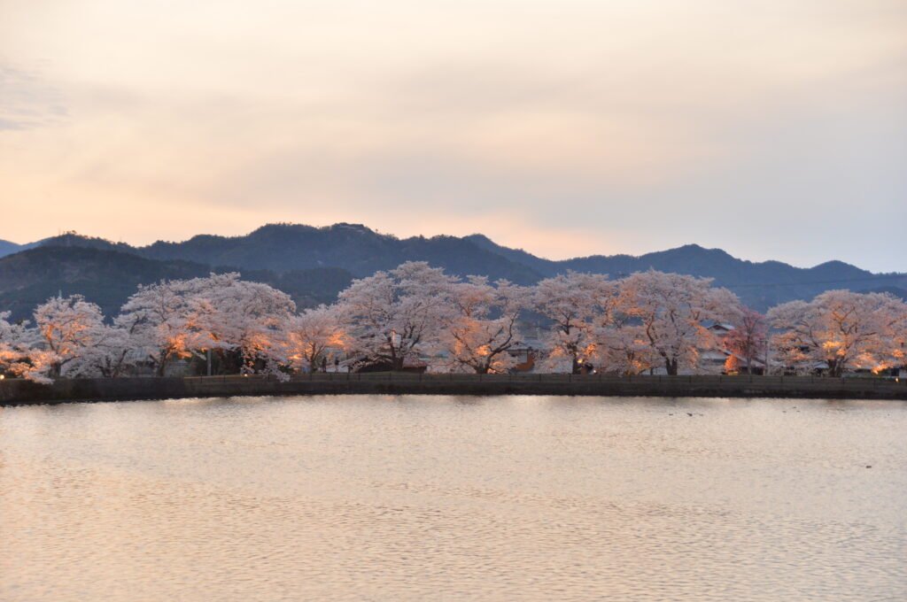 湖の周囲に並ぶ桜と夕暮れの風景