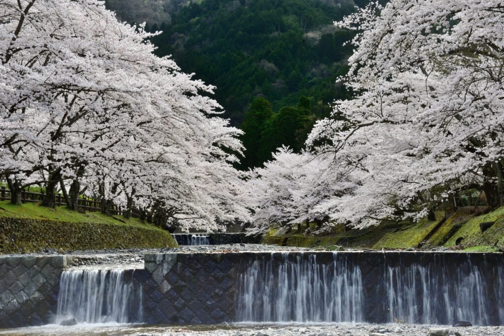 和らぎの道七谷川沿い
川と滝の周辺に広がる桜の景色