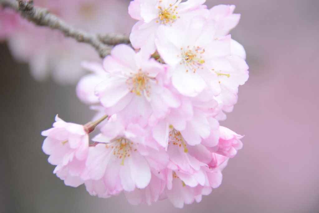 京都府亀岡市の桜（2026亀岡さくらウィークの満開の桜）