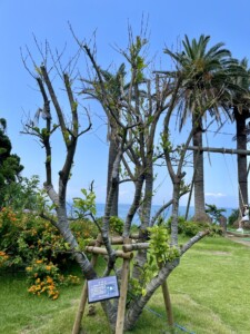 緑豊かな庭に立つ樹齢60年以上の貴重なレモンの木。木には支柱が取り付けられており、葉が生い茂り始めている。手前には「レモン」と書かれた説明板が設置されている。背景にはオレンジ色の花が咲く低木やヤシの木があり、遠くに海が見える。右側にはブランコに乗る人がいる。