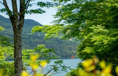 箱根やすらぎの森から見た芦ノ湖と箱根神社の鳥居。緑豊かな木々の間から青い湖が覗き、その向こうには赤い鳥居が見える。背景には緑に覆われた山々が広がり、静かで穏やかな自然の風景が広がっている。明るい日差しが木々の葉を照らし、美しいコントラストを生んでいる。