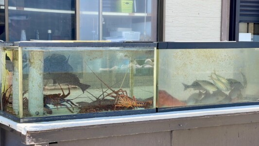 外に設置された2つの水槽が並んでおり、左の水槽には大きな魚と伊勢海老が泳いでいます。右の水槽には複数の小さな魚が群れで泳いでいます。背景には建物の窓が見え、室内の様子も少し見えます。