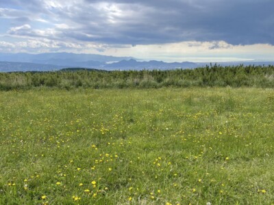 広がる草原には黄色い花が点在しています。草原の向こうには緑の木々が茂り、さらにその奥には青い山々が重なり合って見えます。遠くには市街地や湖もかすかに見え、広々とした自然の風景が広がっています。