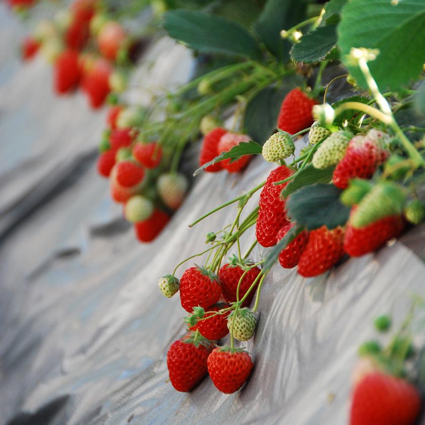 Yokosuka strawberry