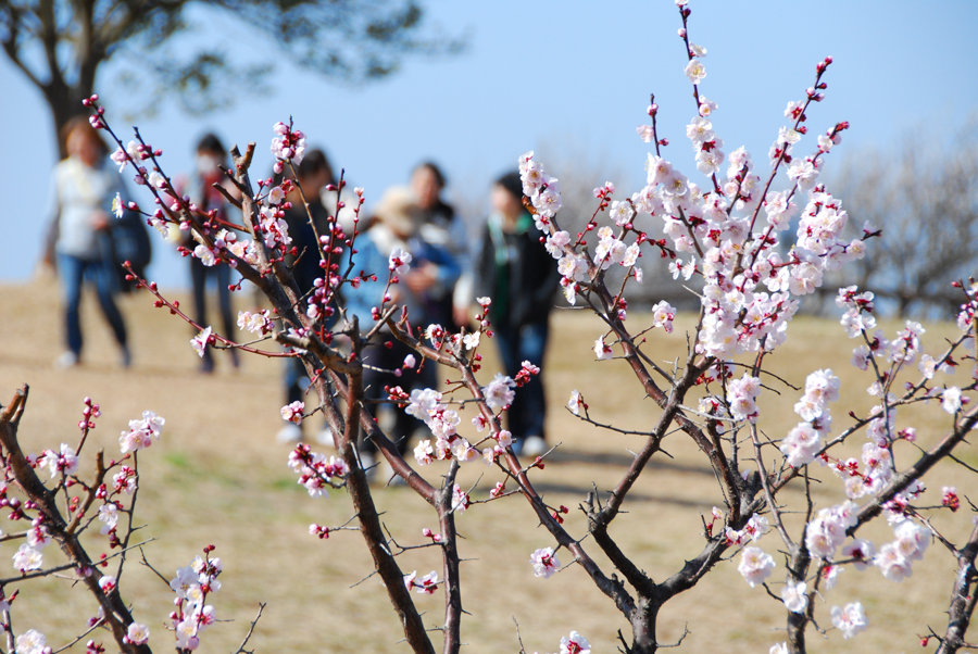 Many people visit and enjoy Taura Plum Blossom Festival.