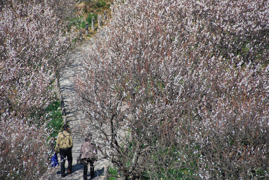 People hiking through the beautiful Taura plum grove.