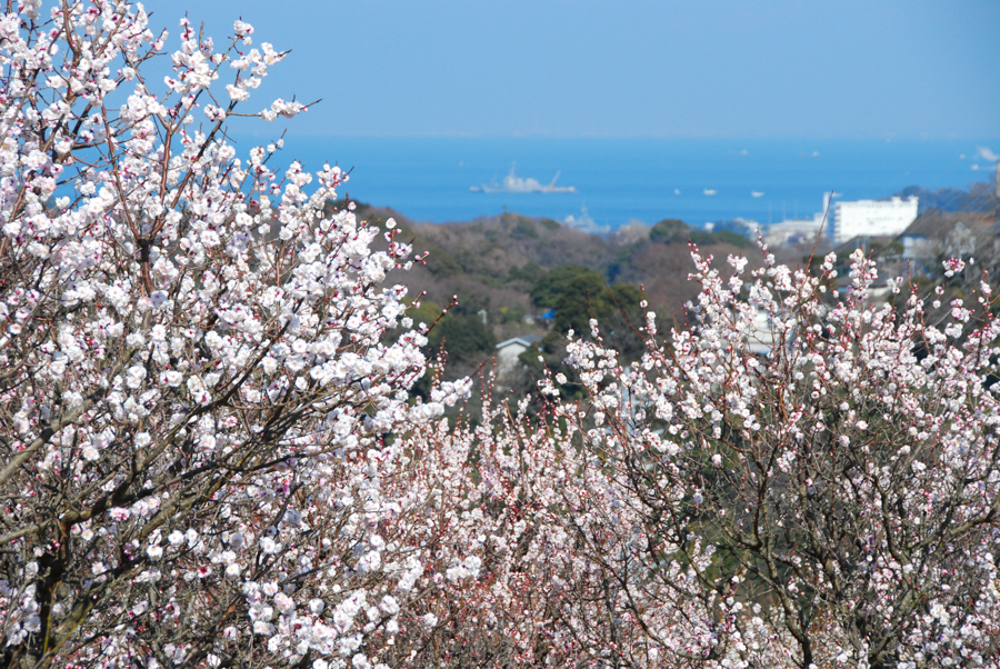 The view of Taura plum trees and sea.