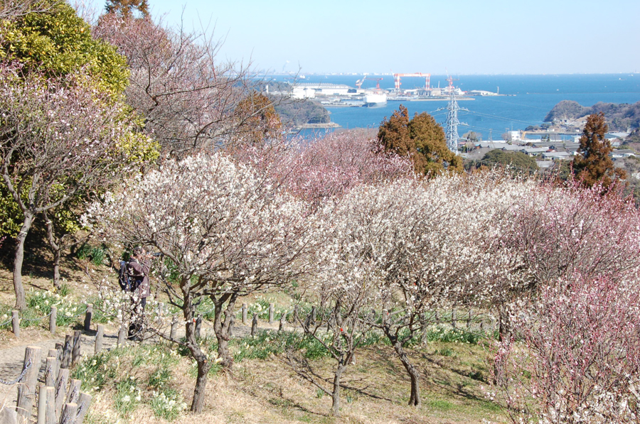 Plum trees of different shades blooming along the slope and views of the sea in the distance.