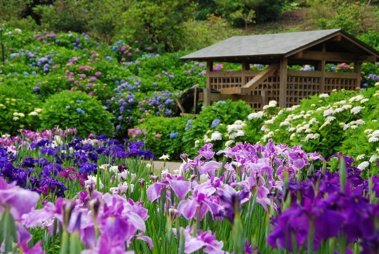 Iris Festival Yokosuka Iris Garden Yokosuka Travel Guide