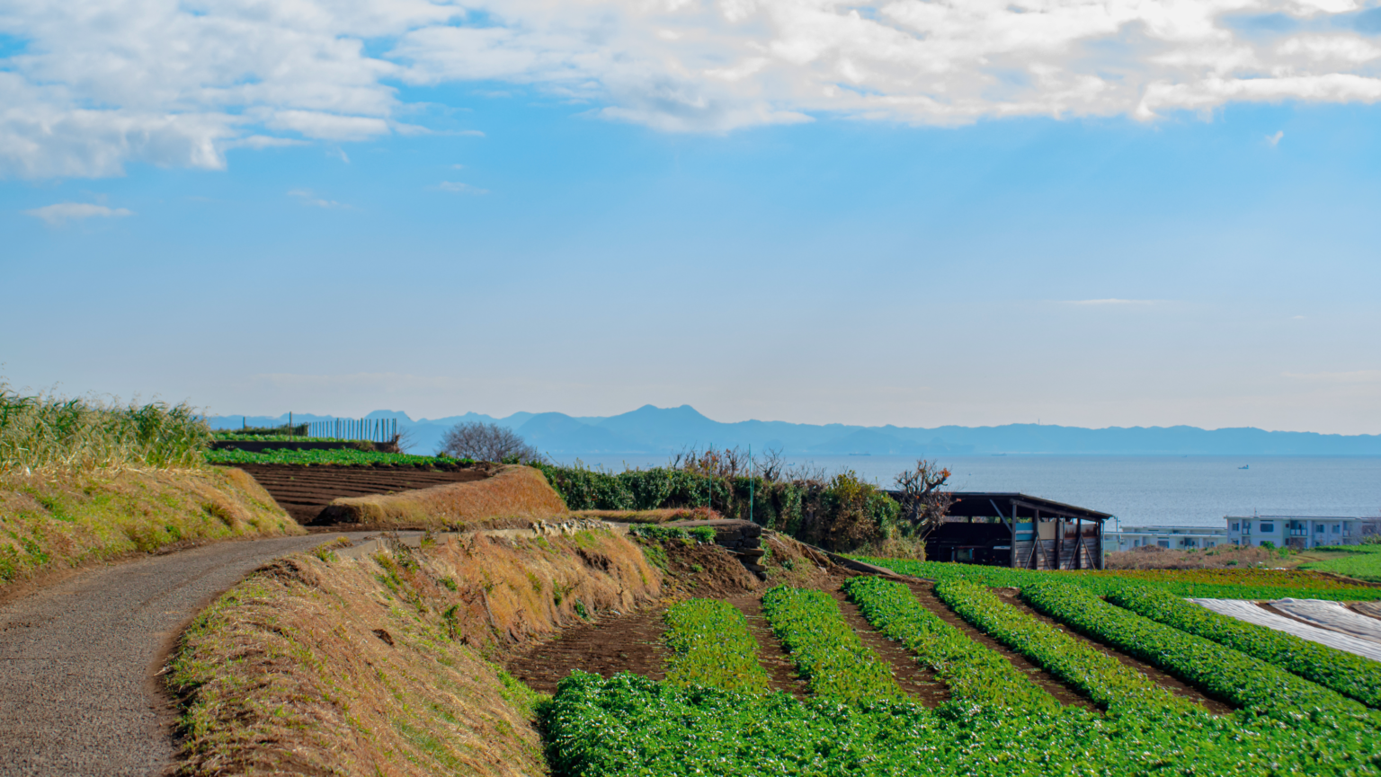 Strawberry Picking Tsukuihama Tourist Farm in Yokosuka