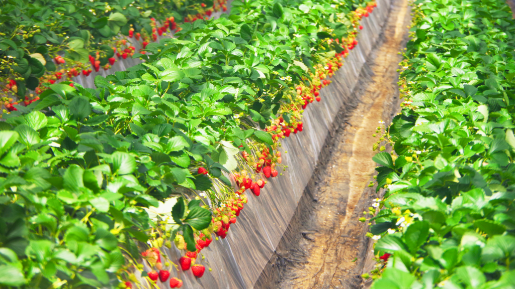 Strawberry Picking Tsukuihama Tourist Farm in Yokosuka